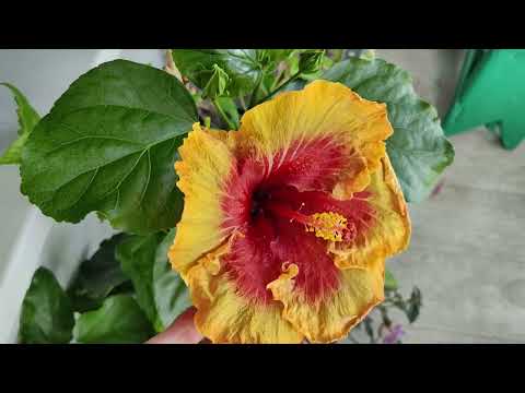 Видео: Растюхи. Ну, что вам нужно от меня? 🤔🍀🌸🌿🏵️#комнатныерастения #гибискус #пеларгонии #ахименес