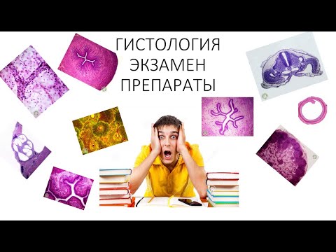 Видео: Гистология. Экзамен. Препараты.