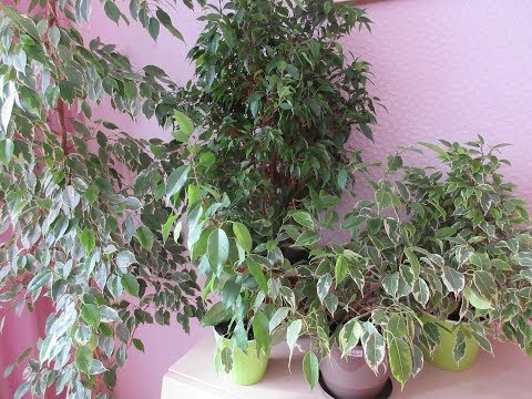 Видео: Моя коллекция  фикусов. Корневин. Пересадка. My collection ficus benjamina .Transplant.