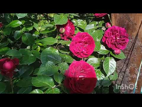 Видео: 30 мая 2024 г. Цветение плетистых роз Rose de Tolbiac, Highgrove, Penny Lane, Parade и других роз.