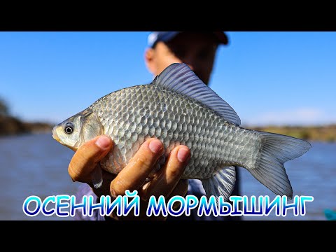 Видео: Осенний мормышинг!  Карась на МОРМО!