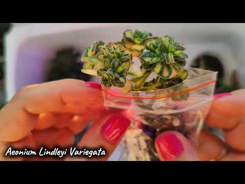 Видео: Обзор новых растений по обмену 🌿 #succulent #hoya #alocasia #plants #garden #urbanjungle #flowers 