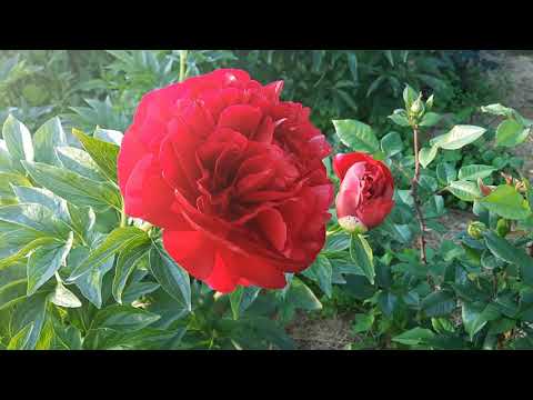 Видео: ЦВЕТЕНИЕ ПИОНОВ ЛЕТОМ 2021 г. (15 СОРТОВ -Carnation Bouquet. Old Faithful. Princess Margaret. и др)
