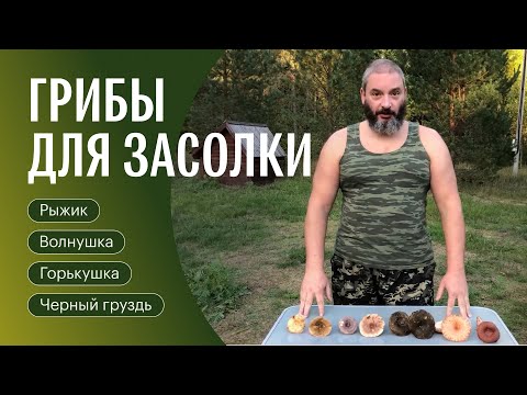 Видео: Для новичков: грузди, рыжики и другие млечники для засолки