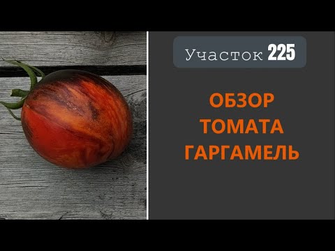 Видео: Томат Гаргамель. Красный в чёрном!