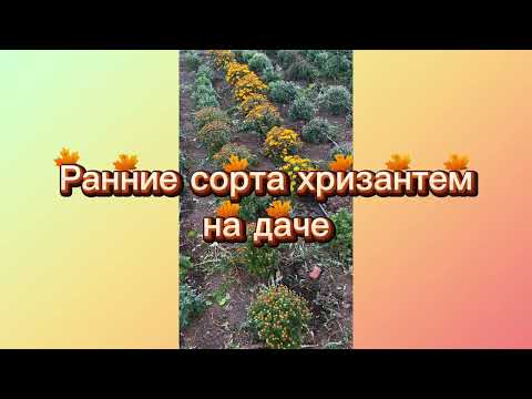 Видео: Хризантема мультифлора , ранние сорта часть 2 , на даче высаженные в конце июня.