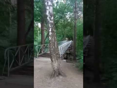 Видео: Новосибирск. Дзержинский район. Сосновый бор. 06.06.2023