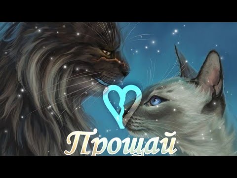 Видео: Клип Коты Воители Звездоцап и Саша|Cat Warrios Tigristar and Sasha|•Прощай•√🖤Black Cat𓃠√