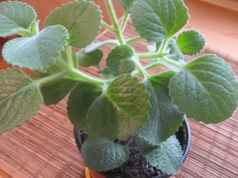 Видео: ПЛЕКТРАНТУС (комнатная мята) - уход, формирование и способы черенкования.