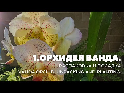 Видео: 1В. Орхидея Ванда. Распаковка и посадка. / Vanda Orchid. Unpacking and planting.