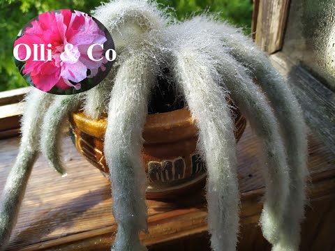 Видео: Хильдевинтера Коладемононис (Hildewintera colademononis)