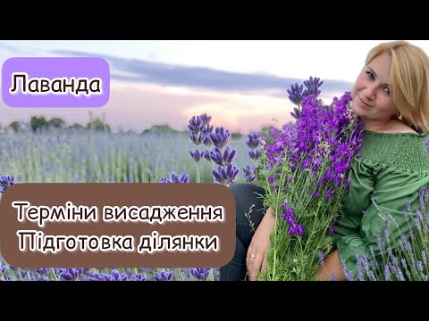 Видео: Лаванда. Термін висадження. Підготовка ділянки.