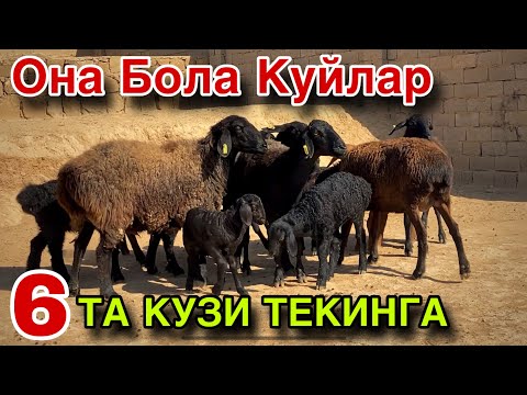 Видео: ПУЛИ АРЗОН КУЙ НАРХЛАРИ! ЕНДИ ОЛСАК БУЛАДИ! 