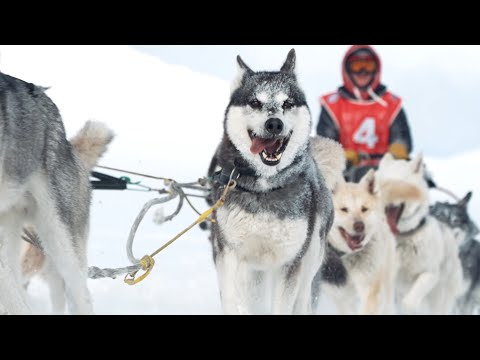 Видео: Собаки «Берингии»
