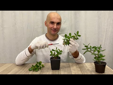 Видео: [НЕ ПОВТОРЯТЬ] Обрезал Крассулу Зимой | Толстянка | Денежное Дерево