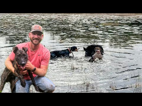 Видео: Ловля кабанов с моим ЯГДТЕРЬЕРОМ!!