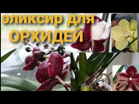 Видео: ⚡Шок🔥Цветоносы Гроздьями Корни как Канат/Три полива и орхидеи не узнать