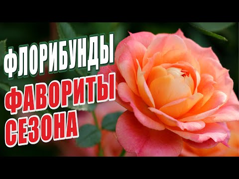 Видео: РОЗЫ ГРУППЫ - ФЛОРИБУНДЫ. ФАВОРИТЫ СЕЗОНА. РОЗЫ В САДУ. ЛУЧШИЕ РОЗЫ СЧАСТЛИВОГО САДОВОДА