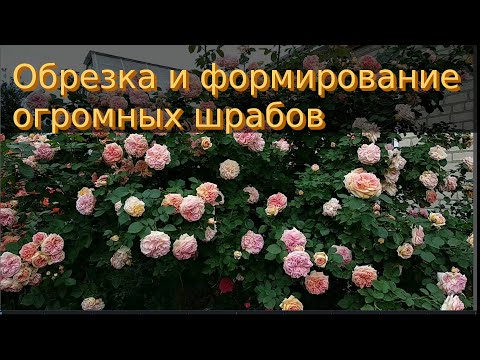 Видео: Розы. Шрабы - обрезка и  омоложение куста .