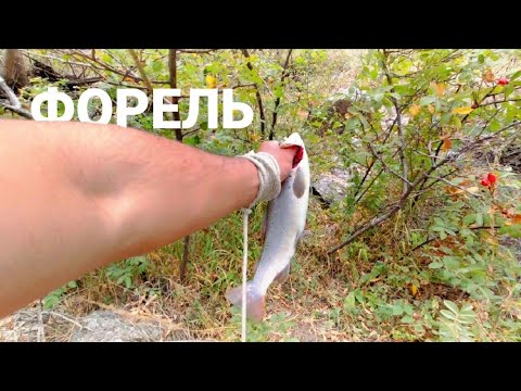 Видео: Мохигири дар Точикистон#Гулмохи #рыбалка в ТАДЖИКИСТАНЕ #ФОРЕЛЬ