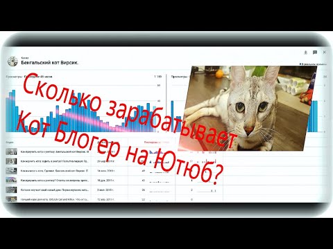 Видео: Зароботок на Ютюб. Сколько зарабатывает кот блогер на ютюб? 2020.