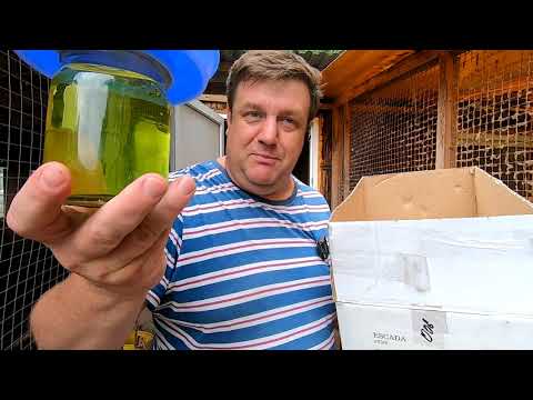 Видео: Чем лечить глаза и уши  кролика: гноятся и слезятся.