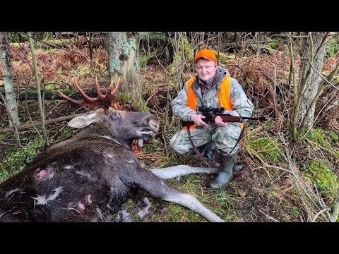 Видео: ЗАГОННАЯ ОХОТА НА ЛОСЯ В ПОДМОСКОВЬЕ. В ПЕРВОМ ЗАГОНЕ 5 ЛОСЕЙ , ВО ВТОРОМ ЧУТЬ НЕ ЗАТОПТАЛИ ) 