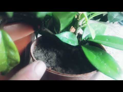 Видео: Хойя гулини купайтириш. Размножение хойи.