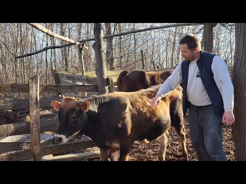 Видео: ‼️ Хотіли перевезти корів 😱🐮🥛 Джерсей Оскар на волі ❤️Перегной 50 гривень мішок 💰#жизньвдеревне