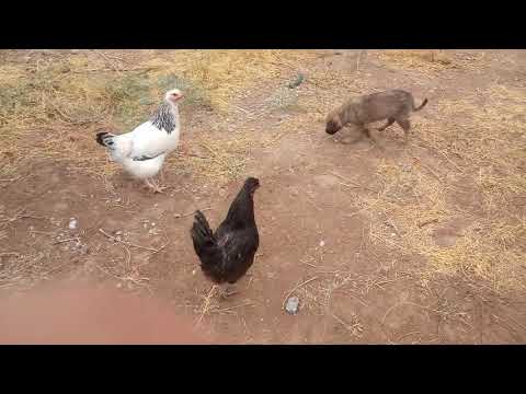 Видео: Тауықтар!!!