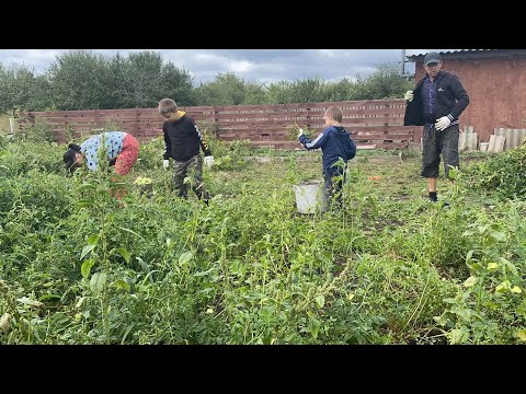 Видео: СОБИРАЕМ УРОЖАЙ!!! жизнь в деревне