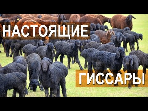 Видео: Настоящие гиссары! Гиссарские овцы племенного кооператива "Дилшод Б"