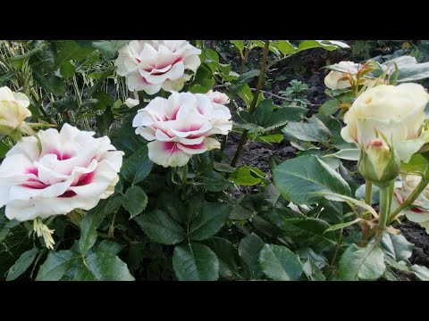 Видео: Троянди.Продовження прогулянки вуличними клумбами.