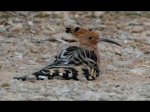 Видео: Птицы в парке. И шакал.