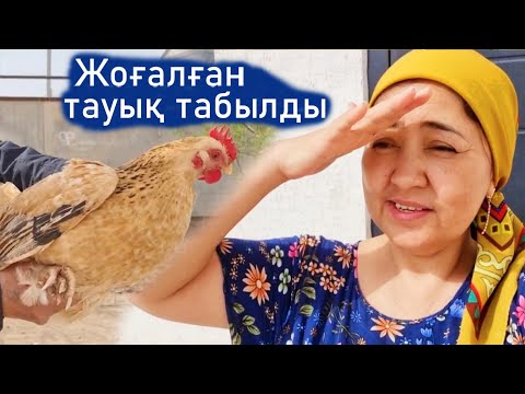 Видео: Vlog. Жоғалған тауық табылды. Балапандар өсіп жатыр