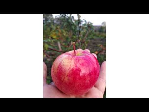 Видео: Рекомендованные сорта фруктовых деревьев для Приморского края (часть 5)
