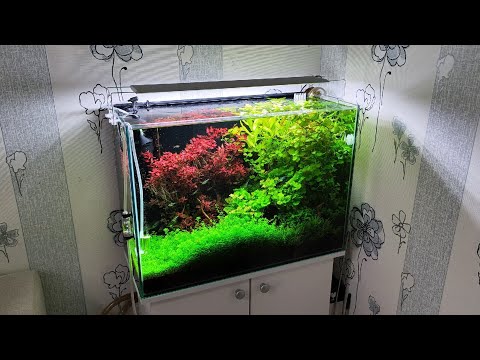 Видео: Аквариум 100 литров. Стрижка растений, обслуживание.