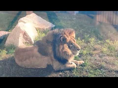 Видео: Старых львов разбудил манящий запах обеда...