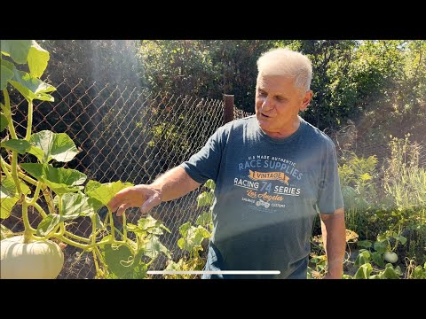 Видео: КАКОЙ САМЫЙ ПОЛЕЗНЫЙ МЁД?