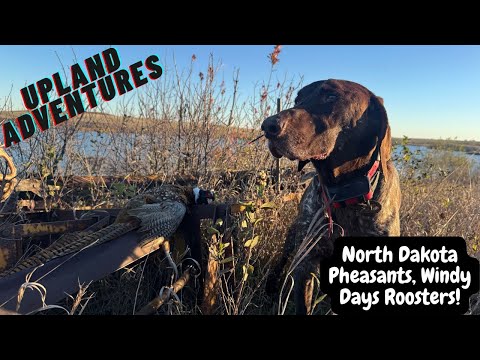Видео: Фазаны Северной Дакоты, петухи ветреных дней!