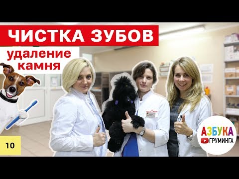 Видео: Чистка зубов собаке, зубной камень - профилактика отложения и ультразвуковая чистка