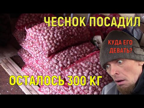 Видео: Приехали... финал посадки чеснока.