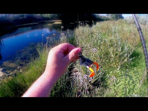 Видео: Щука атакует утку, но ловится на джиг! Ловля щуки в Июле 2020!