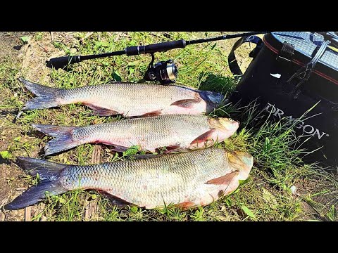 Видео: ПЕРША РИБАЛКА НА ЖЕРЕХА / Покльовка віддай спінінг