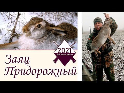 Видео: Придорожный заяц! Охота ноябрь 2021