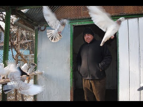 Видео: СТАРОПОРОДНЫЕ БАКИНСКИЕ ГОЛУБИ В Кишинёве / Baku Pigeons in Moldova ( Ceban Ivan , Chisinau )