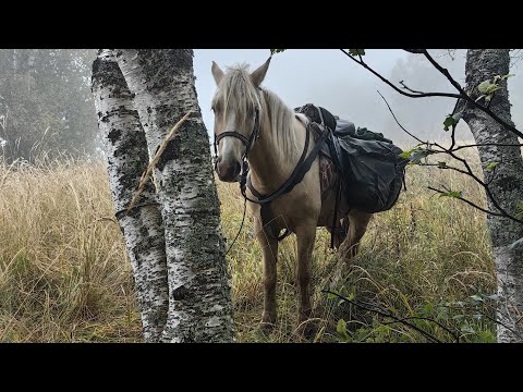 Видео: Конный поход до Большого Тхача