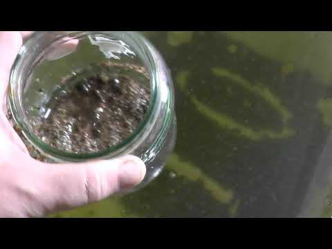 Видео: Небольшой анонс  Эксперимент с дафнией Моина (сухая, заморозка, получение эфипий)