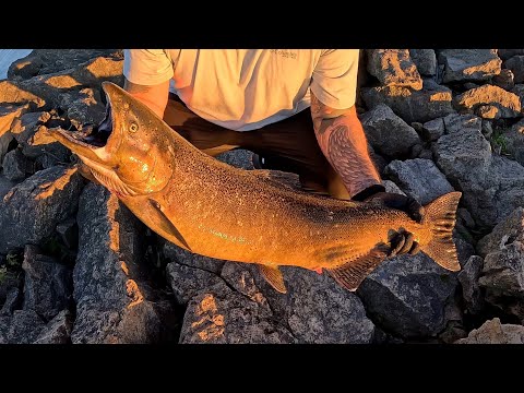 Видео: Последняя рыбалка на активного лосося в 2024ом году | Торонто | Онтарио | Канада