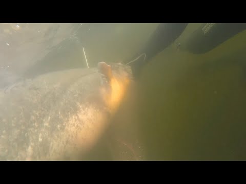 Видео: Гигантский Сом Хозяин Омута 20м!Рекорд сезона!Подводная охота на Сома 2021.